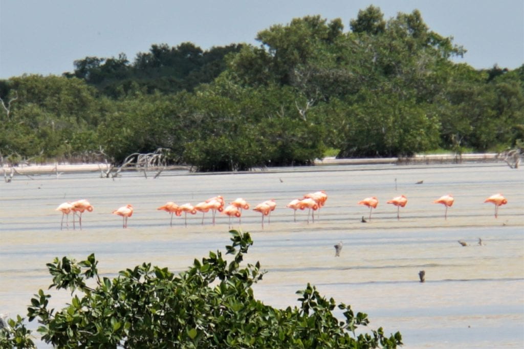 Flamingos Laguna Rosada,