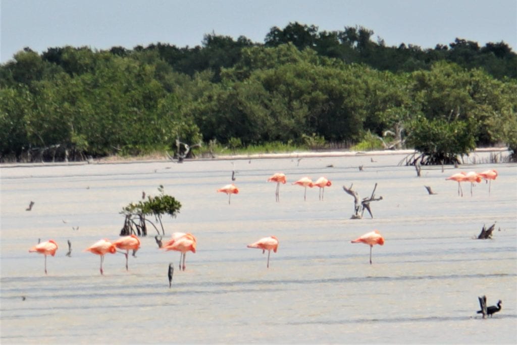 Flamingos feeding at Laguna Rosada,