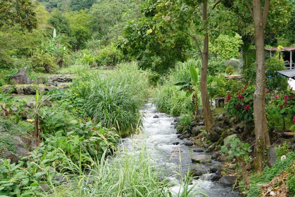 creek in forest