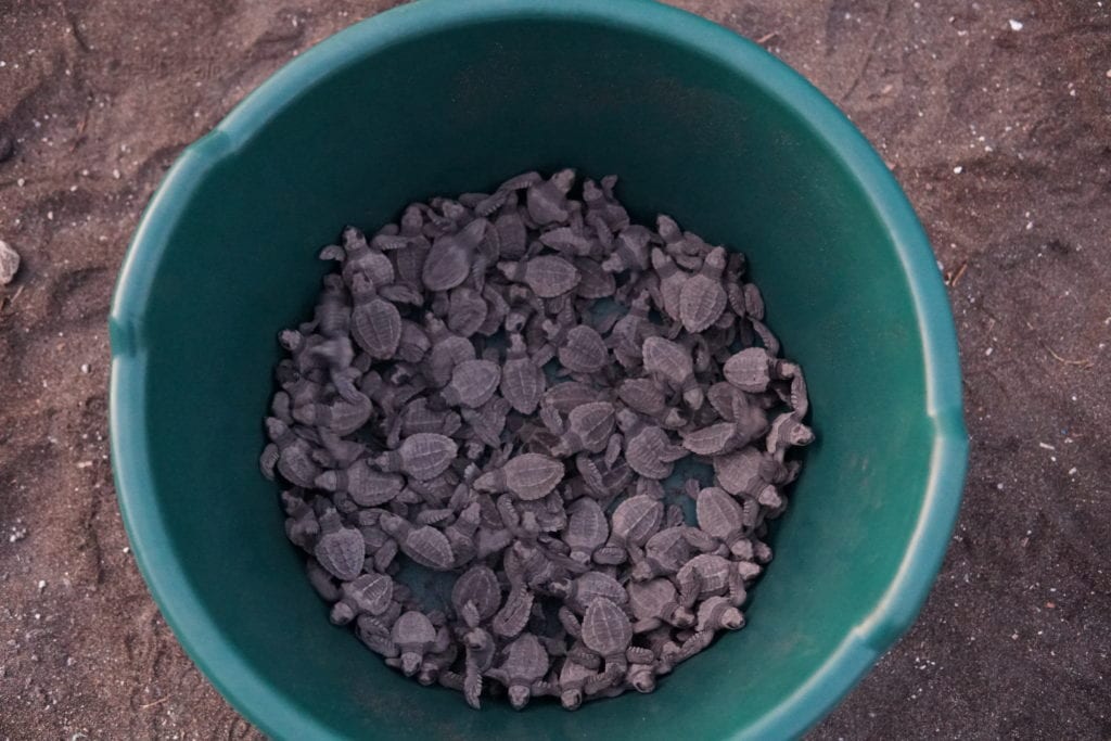 bucket of newly hatched turtles