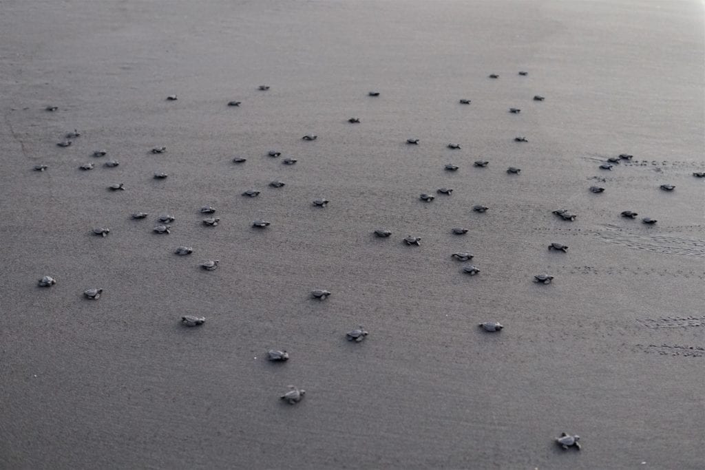 newly hatched turtles scurrying toward ocean