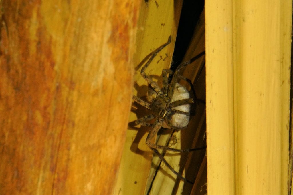 spider with sack of eggs in ceiling