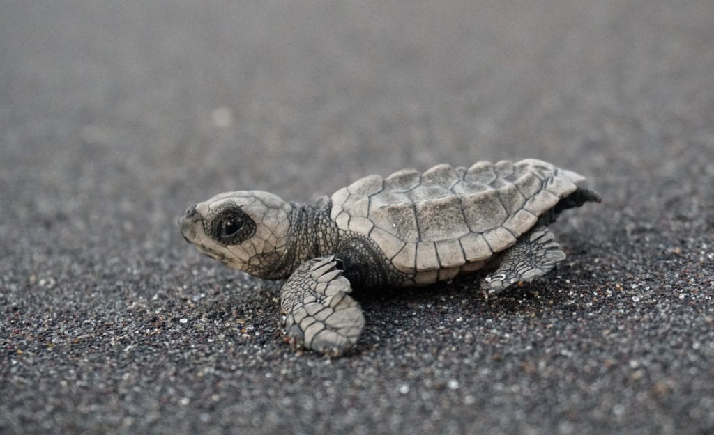 close up newly hatched turtle