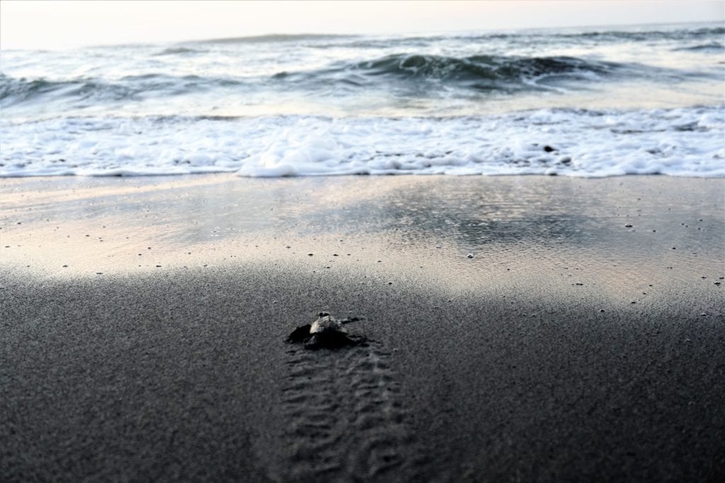 lone baby turtle scurrying toward ocean