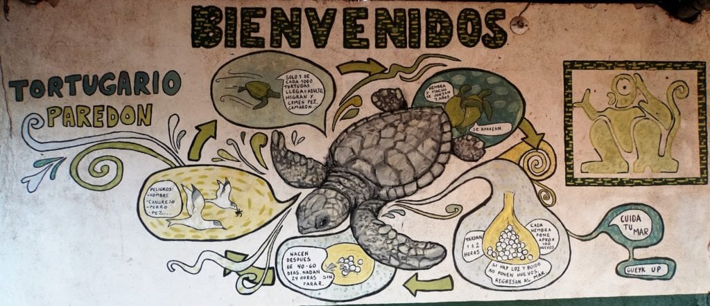 Mural describing lifecycle turtle