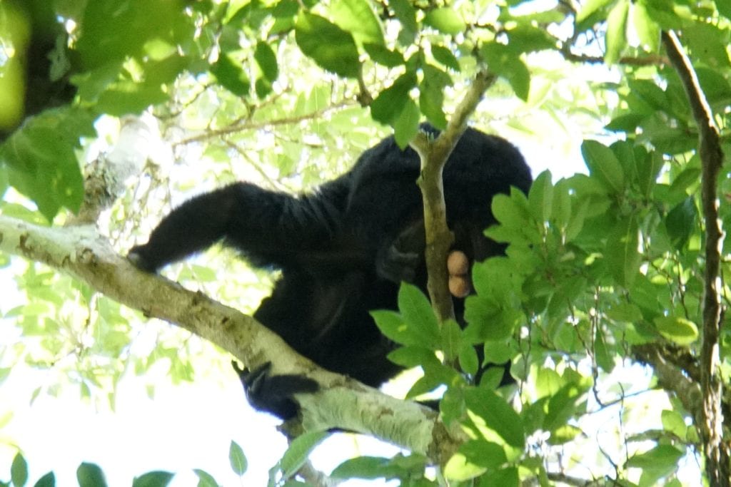 Howler monkey high up in tree