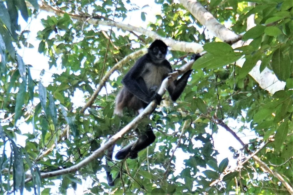 Spider monkey high up in canopy