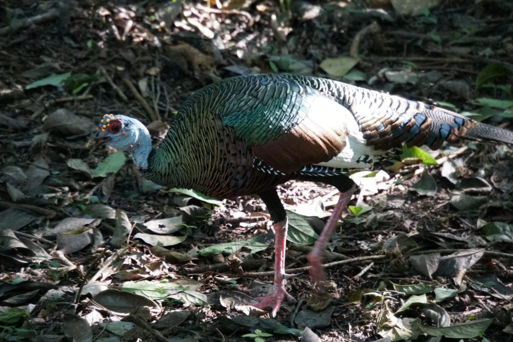 Occellated Turkey foraging Tikal