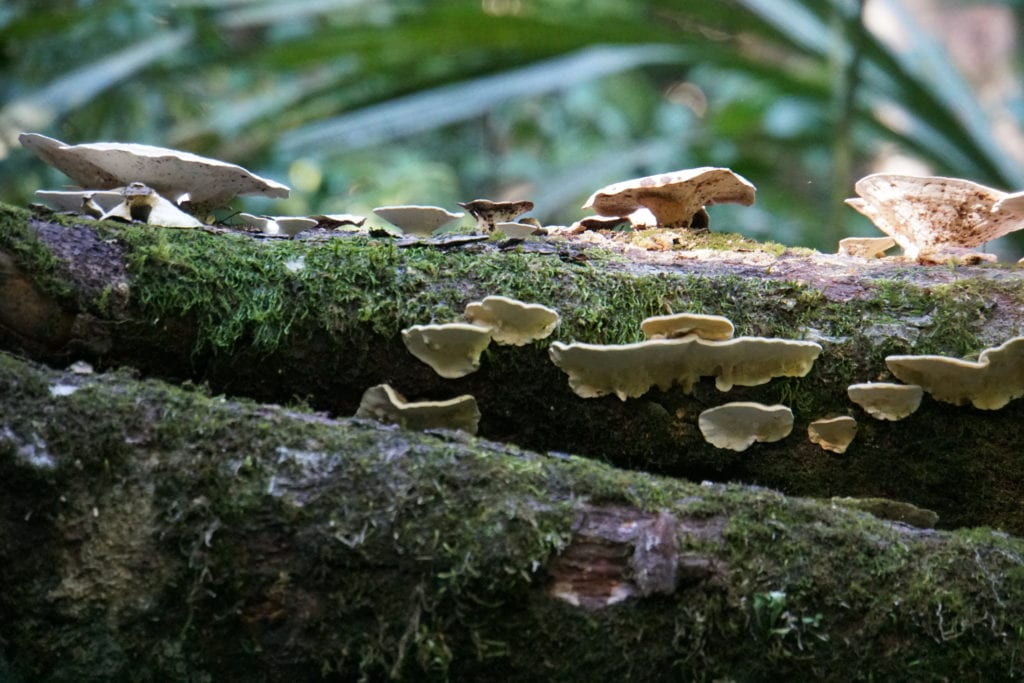 Mushrooms on decaying logs