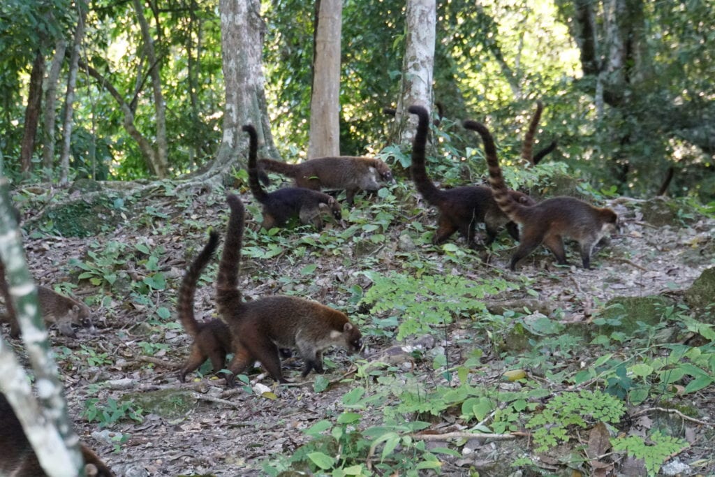 Family of Coatimundi Tikal