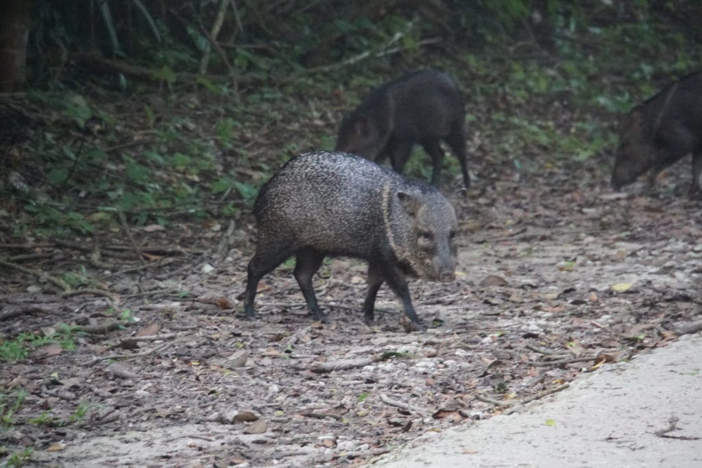 Wild Pig in Tikal