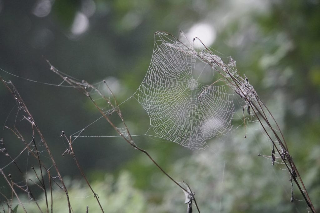 Spider web covered in dew Tikal