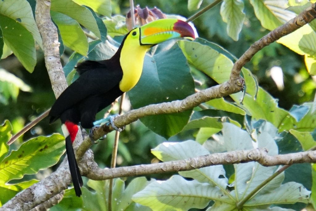 Keel Billed Toucan perched on branch