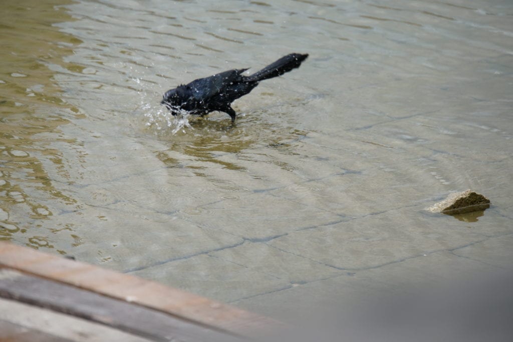 Bird bathing in flooded street Flores