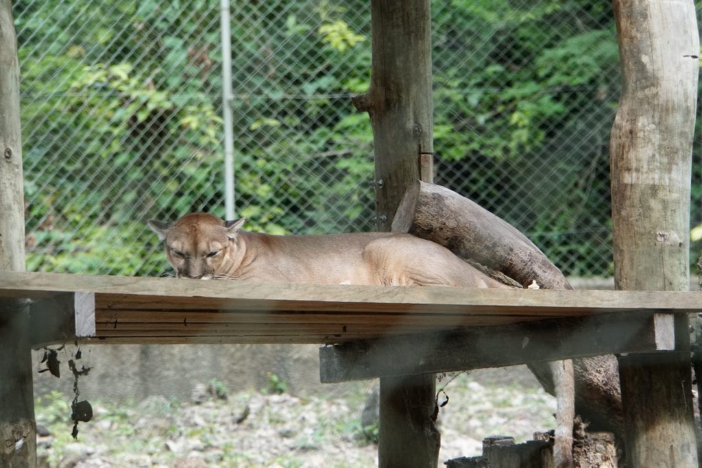 Puma laying down in cage at ARCAS