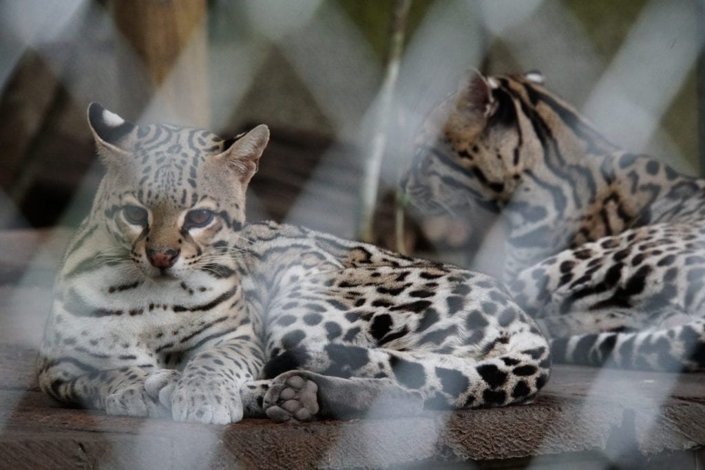 Cats laying down in cage at ARCAS