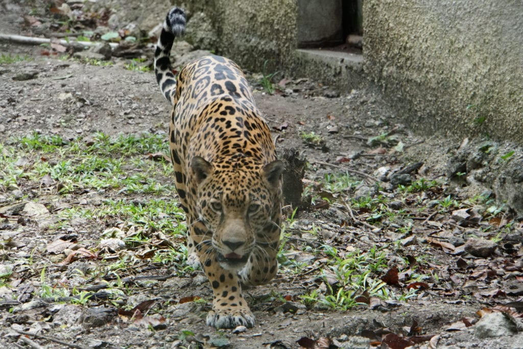 Jaguar pacing in cage at ARCAS