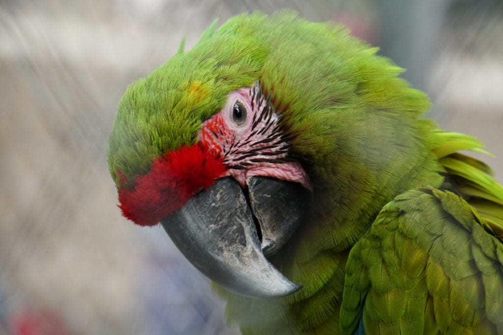 Parrot in cage at ARCAS