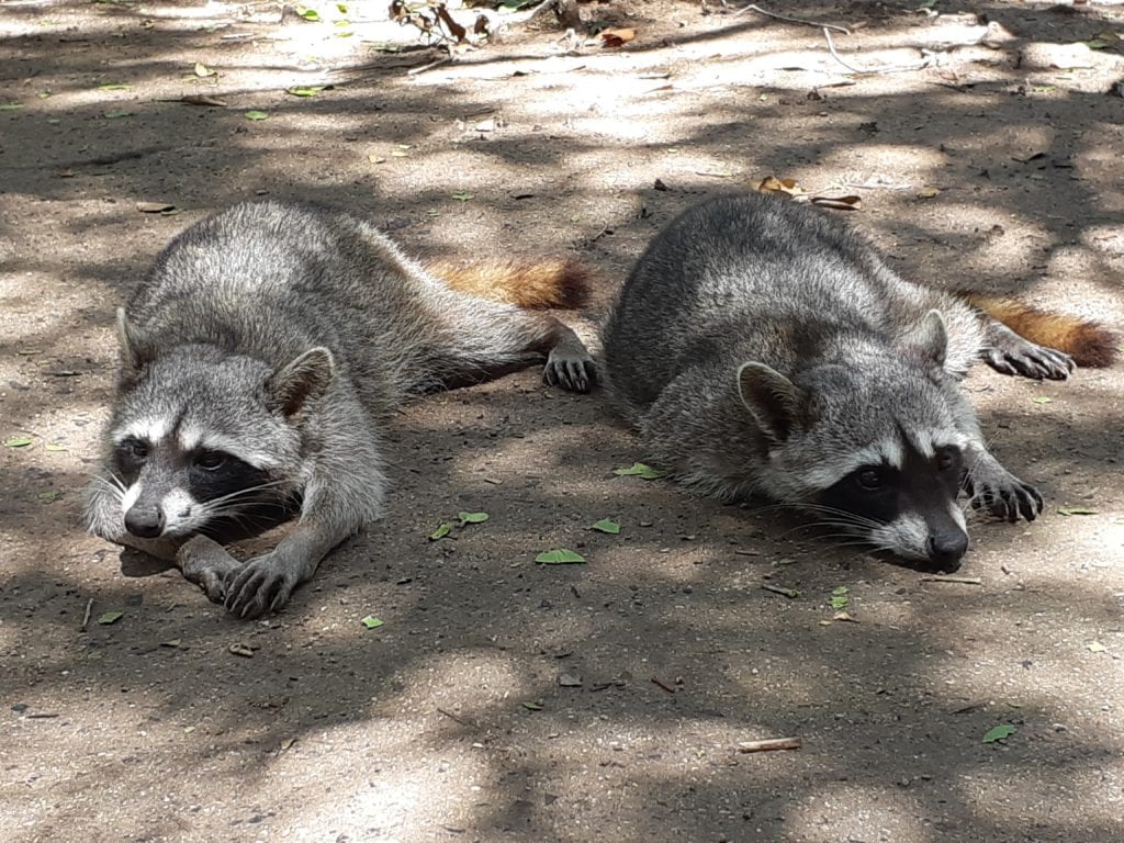 Pair of racoons at Ecological Reserve Corchito