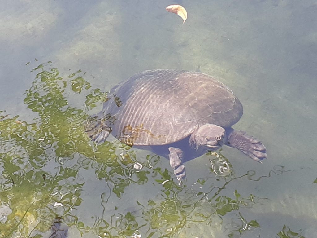 Small turtle floating in pond