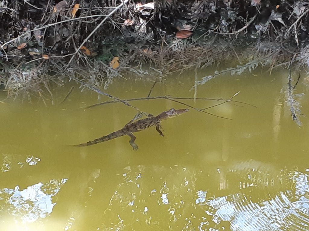 baby crock in water