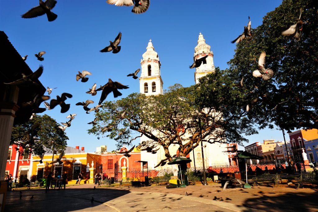 Campeche center pigeons flying