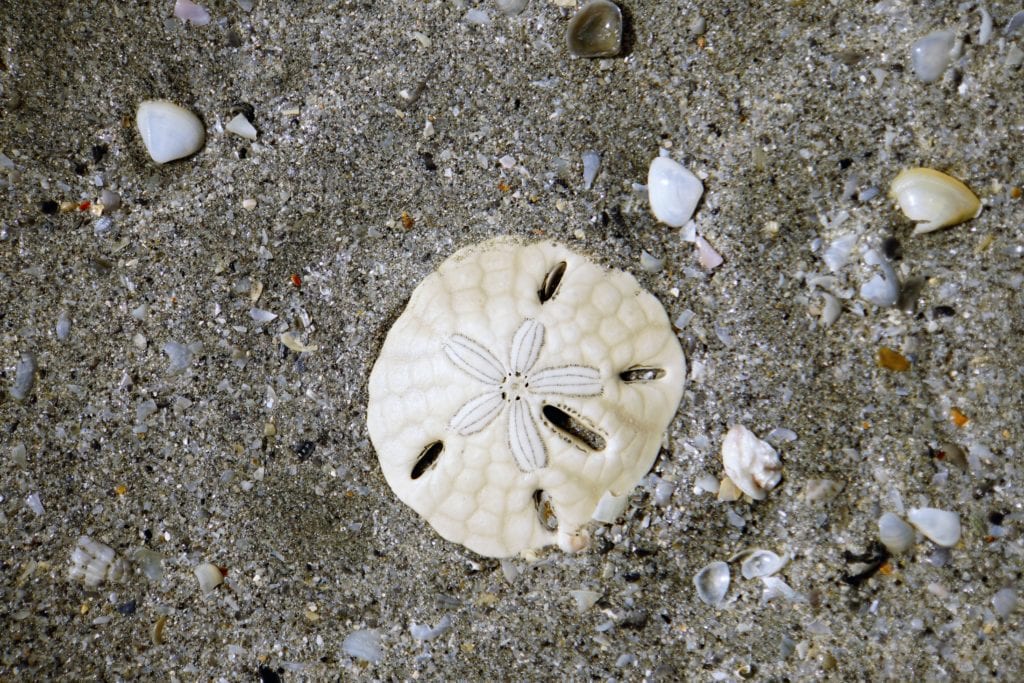 Sand dollar on beach