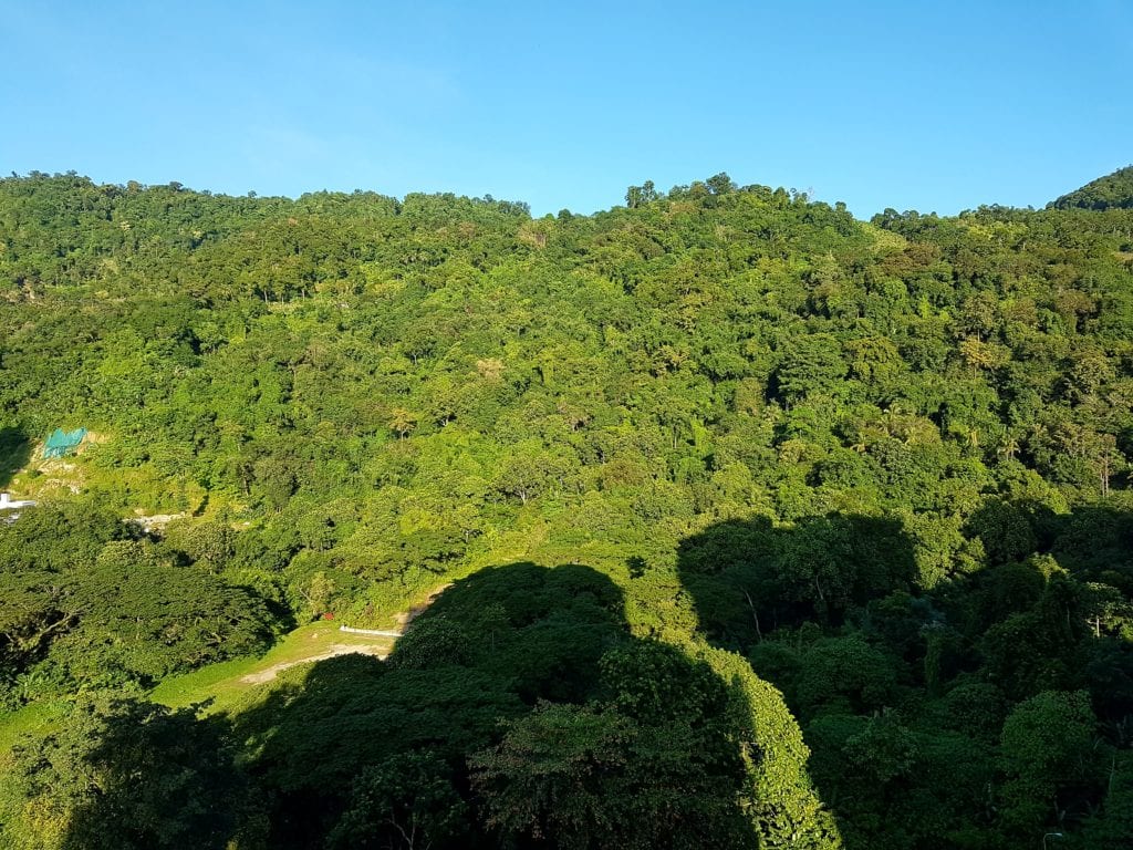 Looking out apartment window at jungle