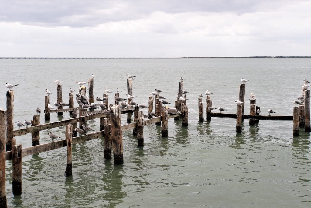 Seagulls & Pelicans sitting posts in ocean