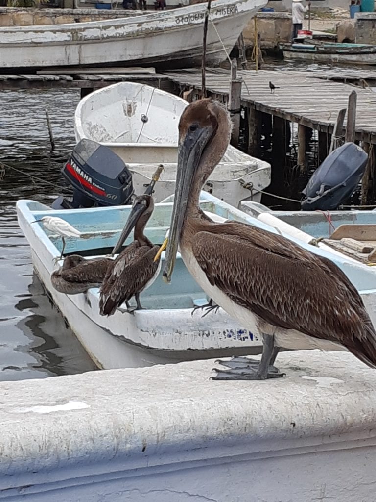 Pelican waiting on the fisherman