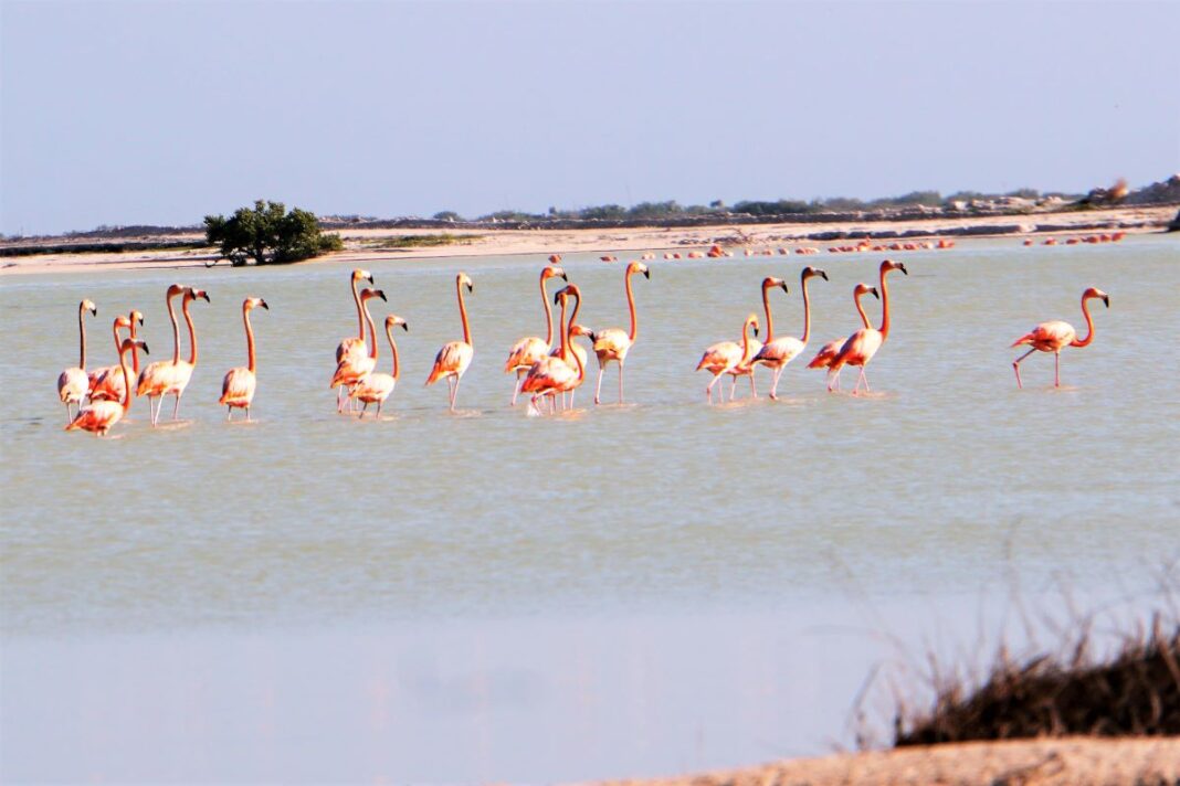 Flamingos