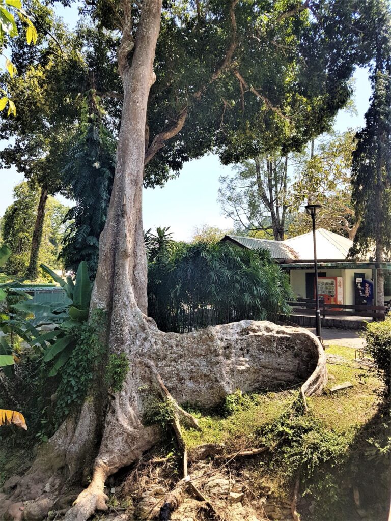 This image has an empty alt attribute; its file name is The-Penang-Botanic-Gardens-768x1024.jpg