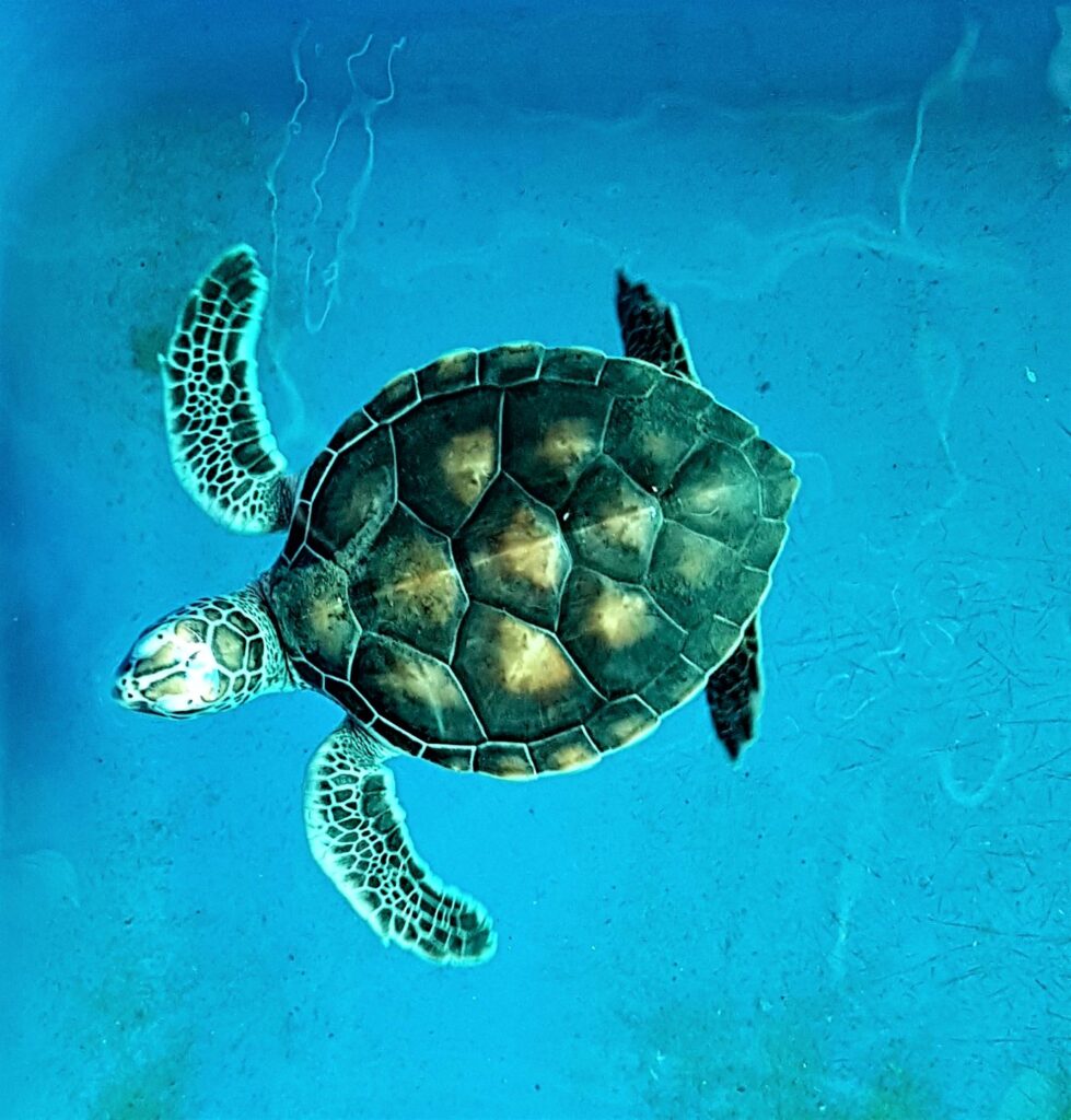 This image has an empty alt attribute; its file name is Turtle-beach-979x1024.jpg