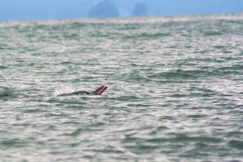 Pink Dolphin Khanom