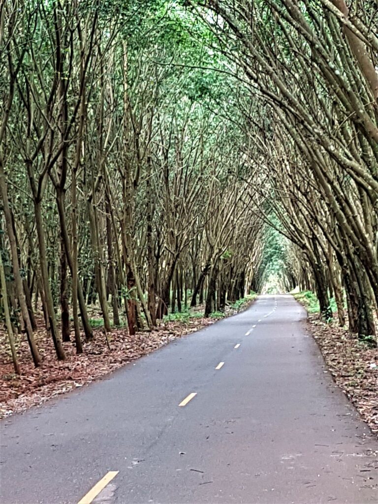 Rubber tree plantation