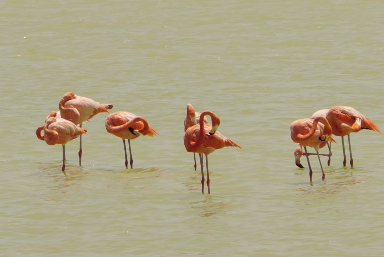 7 flamingos group together