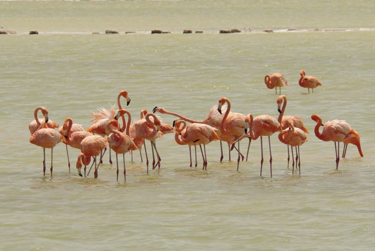 Las Coloradas pink flamingos