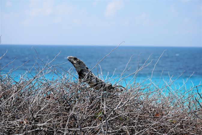 Iguana sunning itself sitting on a bush