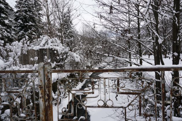 Snow cover trees over hanging creek in Abastumani