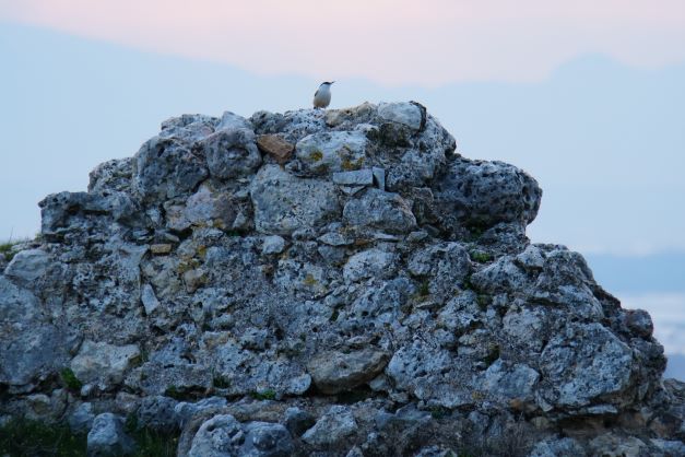 Bird on the ruins of sillyon