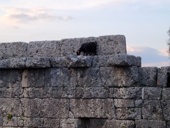 Goat on the ruins of sillyon