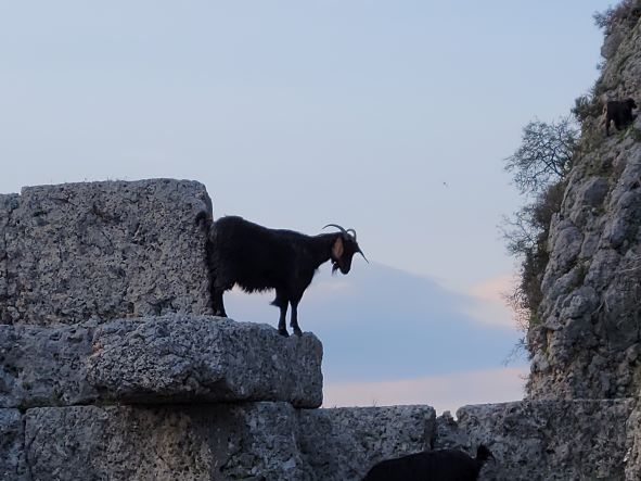 Goat standing on block at the ruins of sillyon